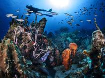 Curacao's reefscape