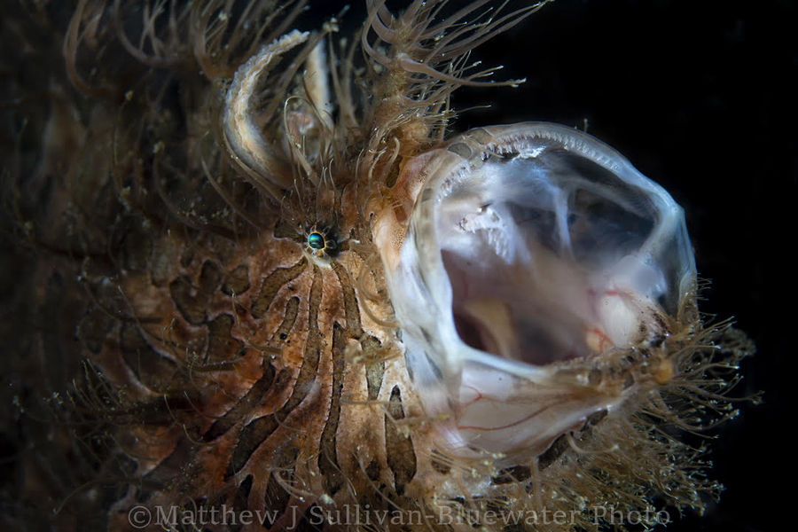 Yawning hairy frogfish. Seen while diving Lembeh Strait, Indonesia.