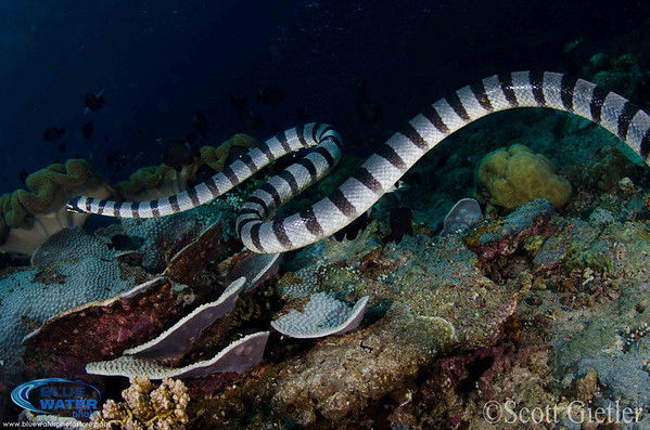 The Banda Sea is known to scuba divers for its sea snakes.