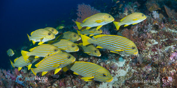 Schooling yellow sweetlips seen while diving Komodo, Indonesia.