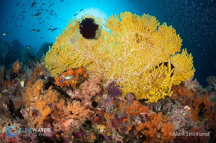 Yellow gorgonian captured by Mark Strickland while diving Raja Ampat