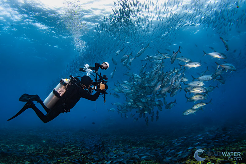 Underwater Group Trips and Workshops