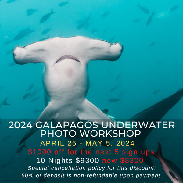 Galapagos Underwater Photo Workshop 2024