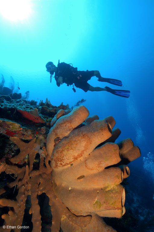Bohio Dive Resort Underwater Photo by Ethan Gordon