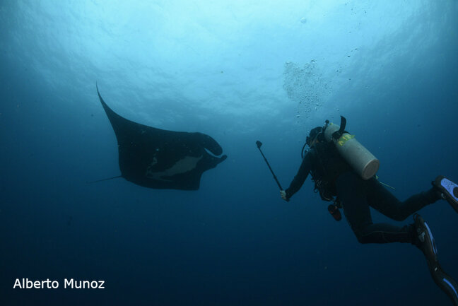 manta ray diving