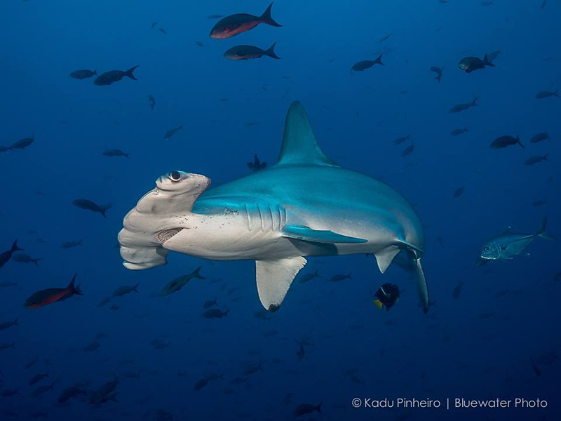 Diving with a hammerhead shark upclose in Cocos Island, Costa Rica