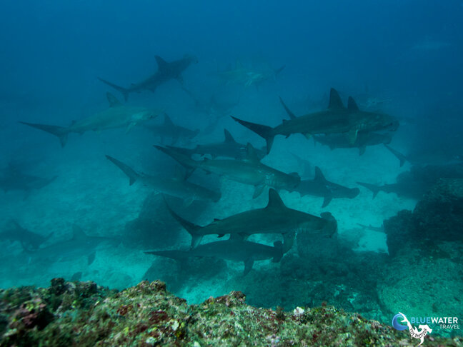 shark diving