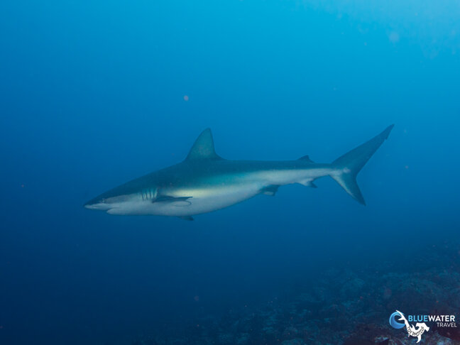 shark diving