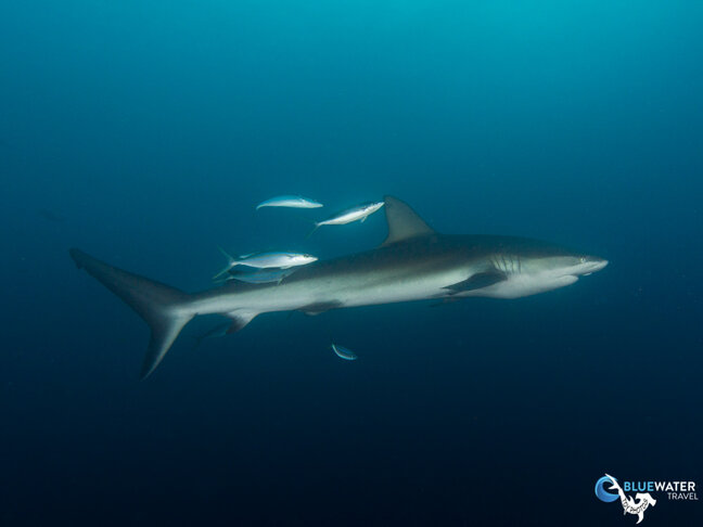 shark diving