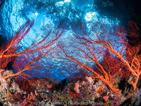 papua new guinea corals