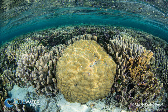 solomon islands corals