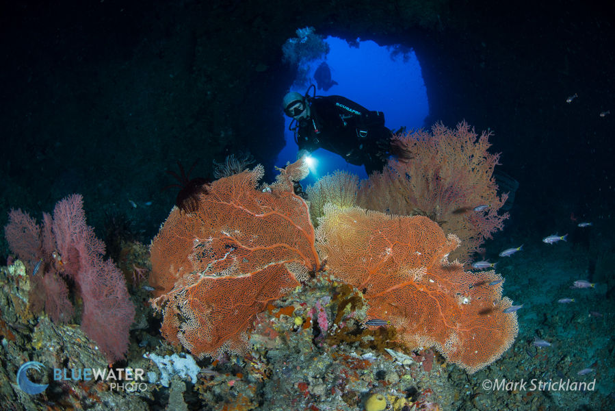 solomon islands corals