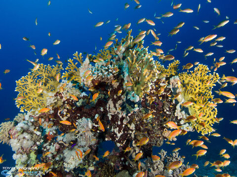 A coral reef in the Red Sea