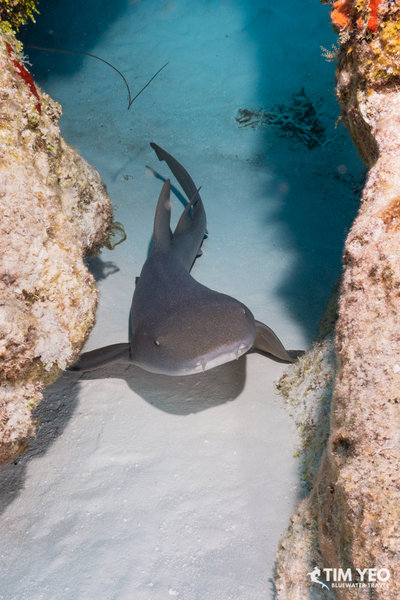 A shark in Cozumel