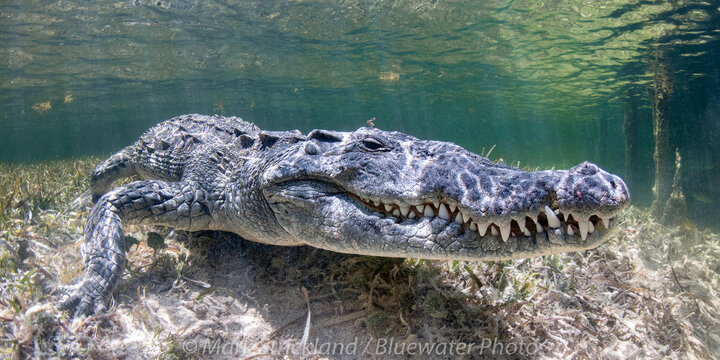 Crocs & Cenotes Trip Report August 2021