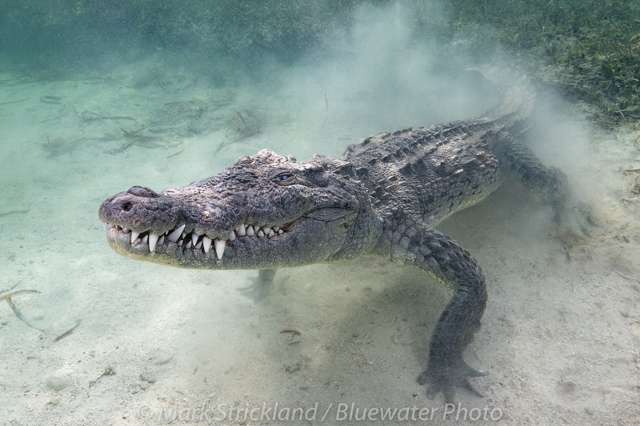 Crocs & Cenotes Trip Report August 2021