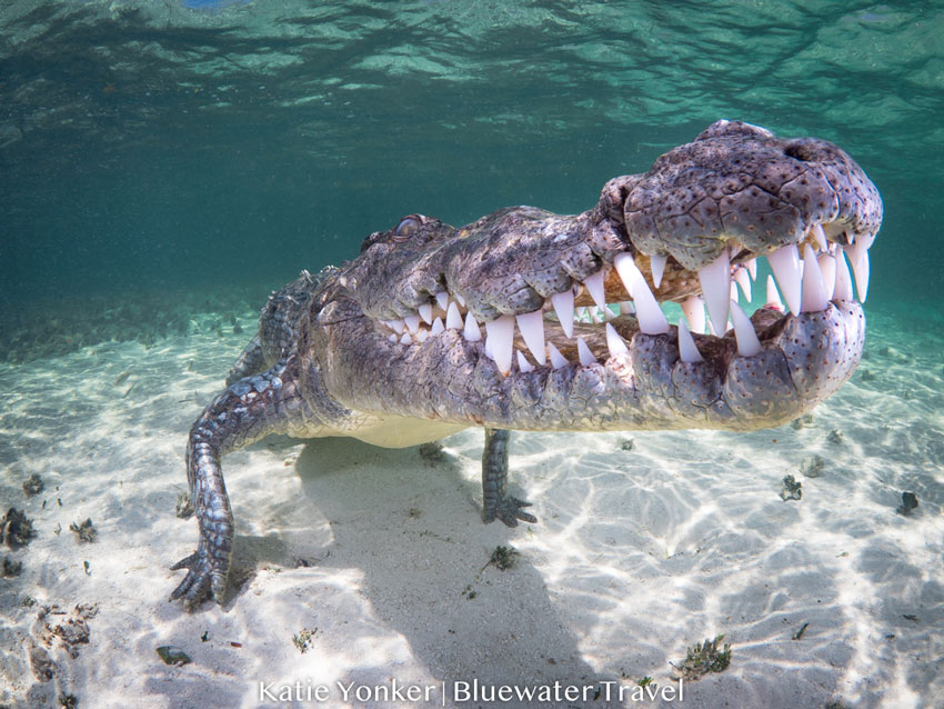 Mexico Crocs & Cenotes 2019 Trip Report