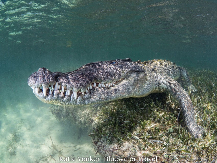 Mexico Crocs & Cenotes 2019 Trip Report