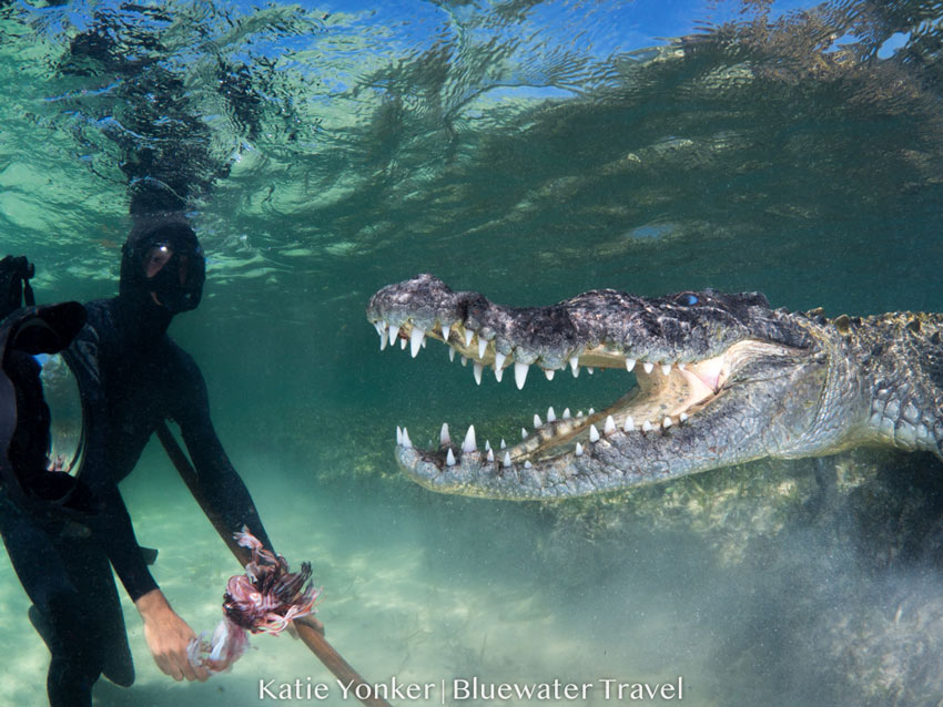 Mexico Crocs & Cenotes 2019 Trip Report