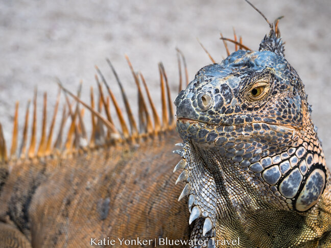 Mexico Crocs & Cenotes 2019 Trip Report