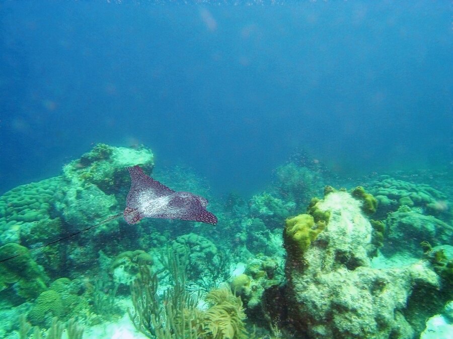 Delfins Beach Resort Bonaire's underwater