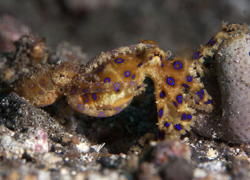 Octopus 2 at D'Lagoon Lembeh