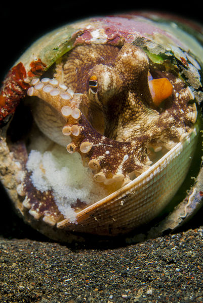 Octopus at D'Lagoon Lembeh