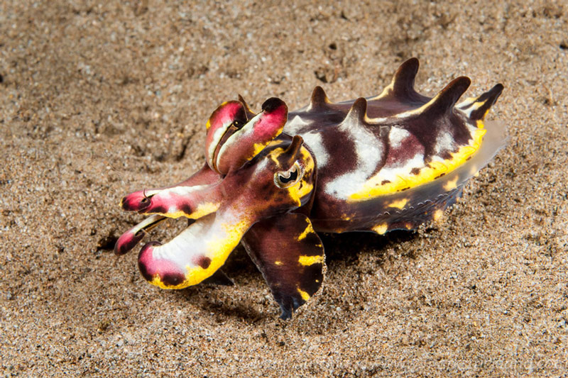 A flamboyant cuttlefish on the sand in Dumaguete