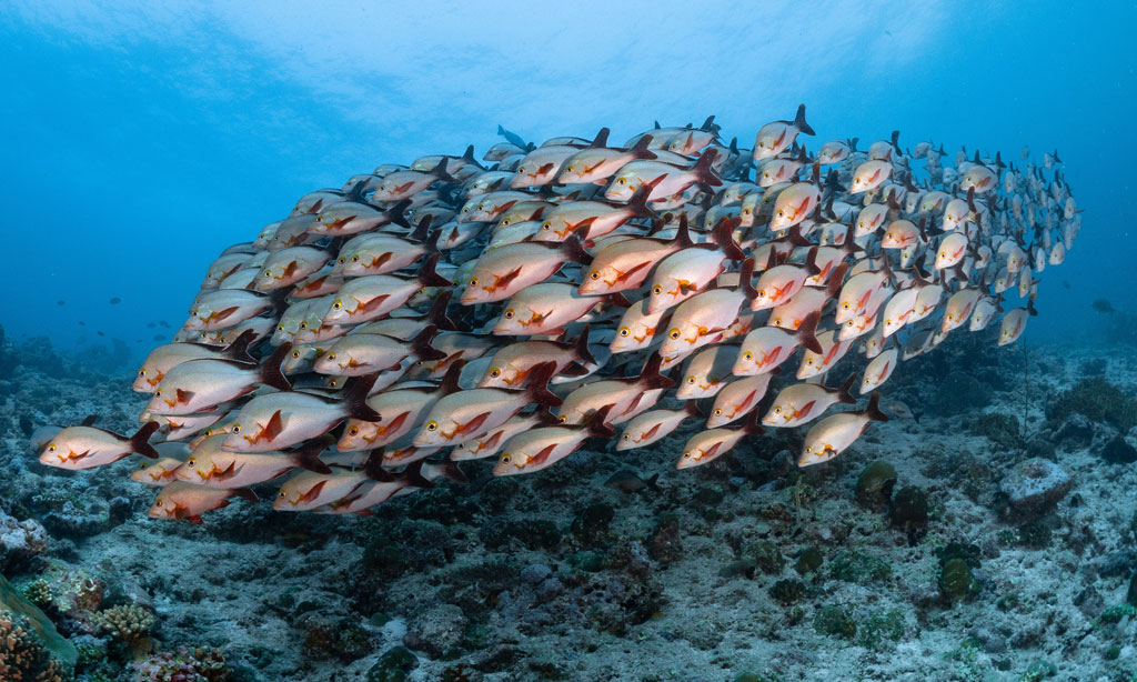 Maldives Underwater Schooling Fish