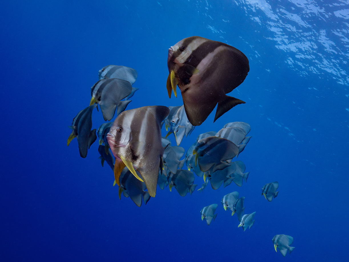 Maldives Underwater Batfish
