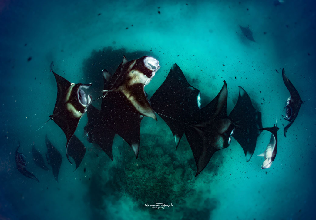 Maldives Underwater Manta