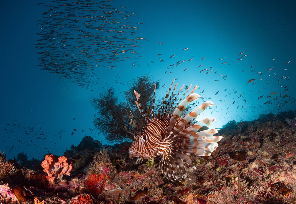 Maldives Underwater Lionfish