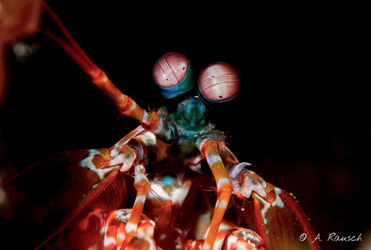 Maldives Underwater Mantis