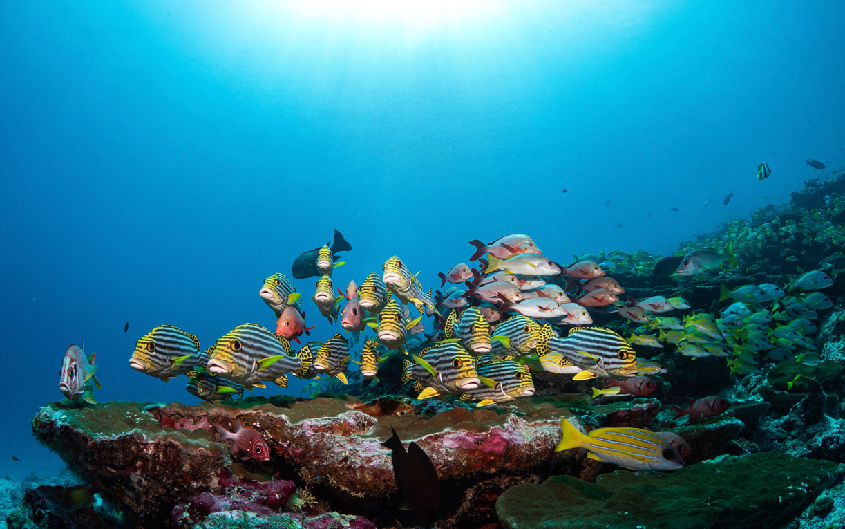 Maldives Underwater Snapper