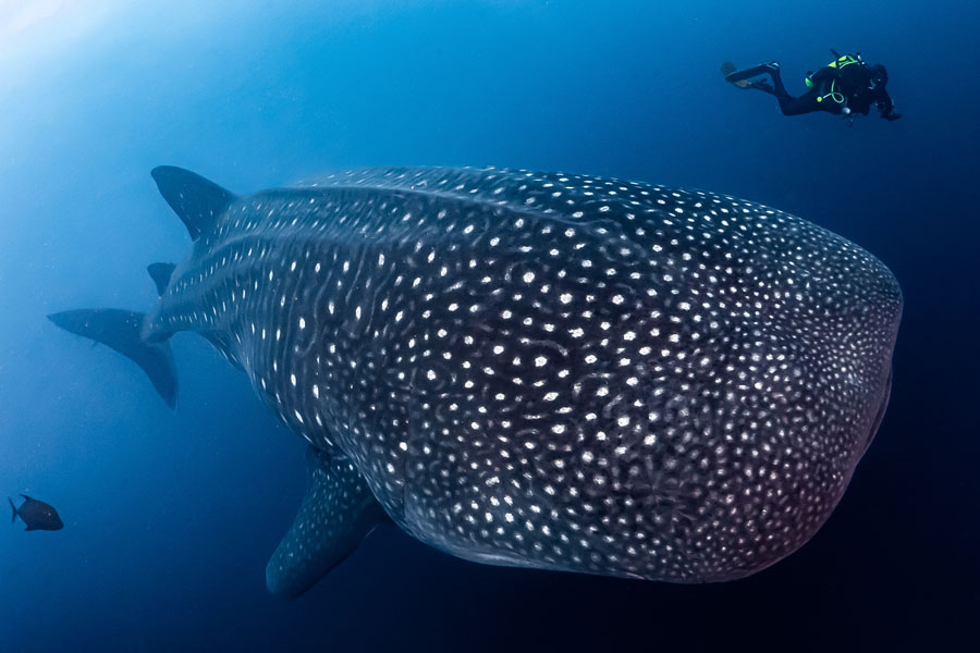 Maldives Underwater Whale Shark