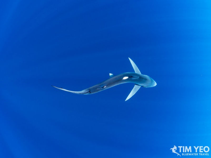 An overhead view of shark underwater in Socorro