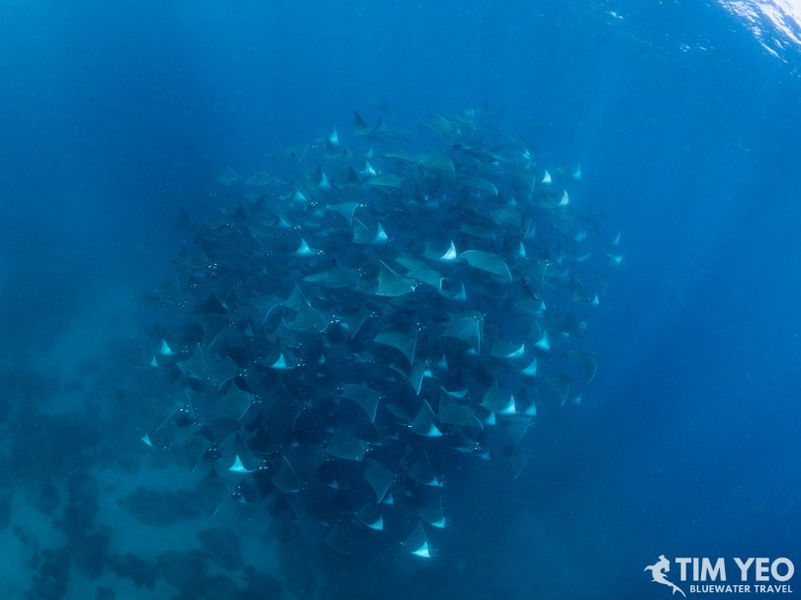 A fever of rays underwater in Socorro