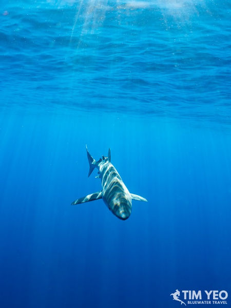 A shark underwater in Socorro