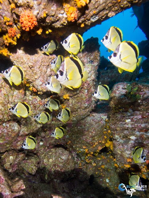 Socorro coral reef and fish