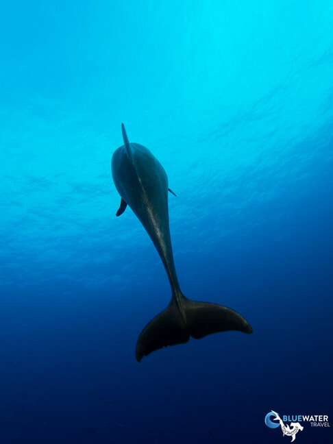 A dolphin swims away in Socorro
