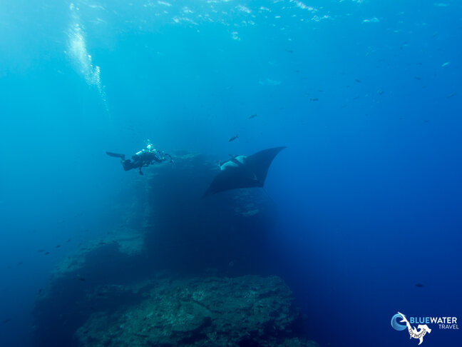 Diving Socorro in December - 2017 Trip Report - Bluewater Dive Travel