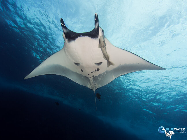 A manta ray glides underwater in Socorro