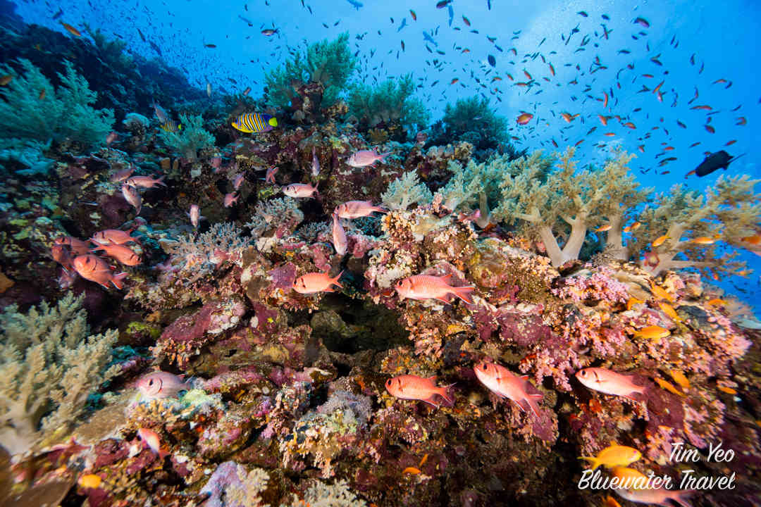 A colorful coral reef in the Red Sea