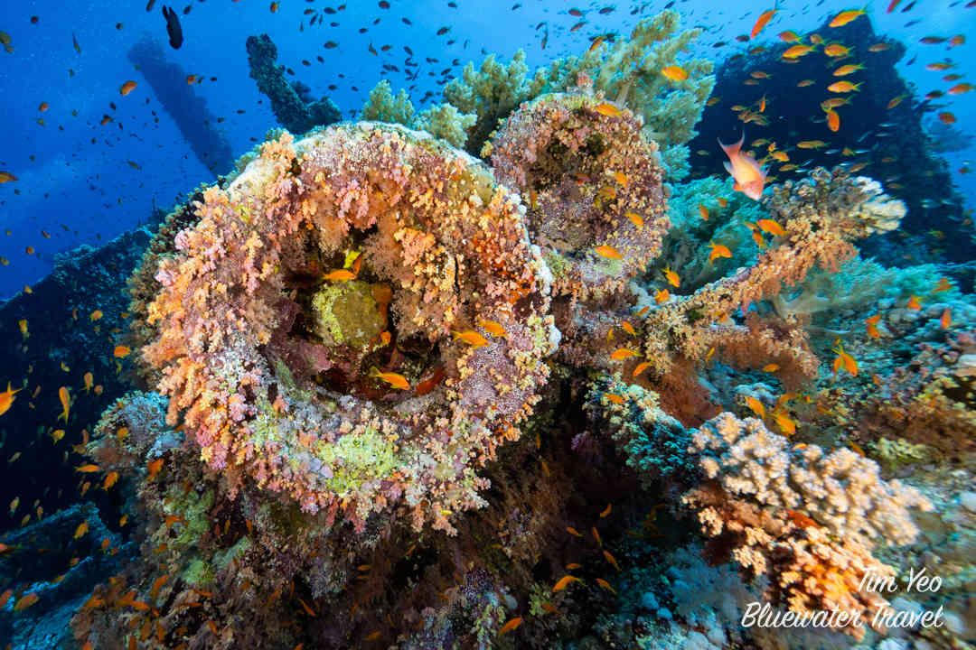 Corals adorn a wreck in the Red Sea