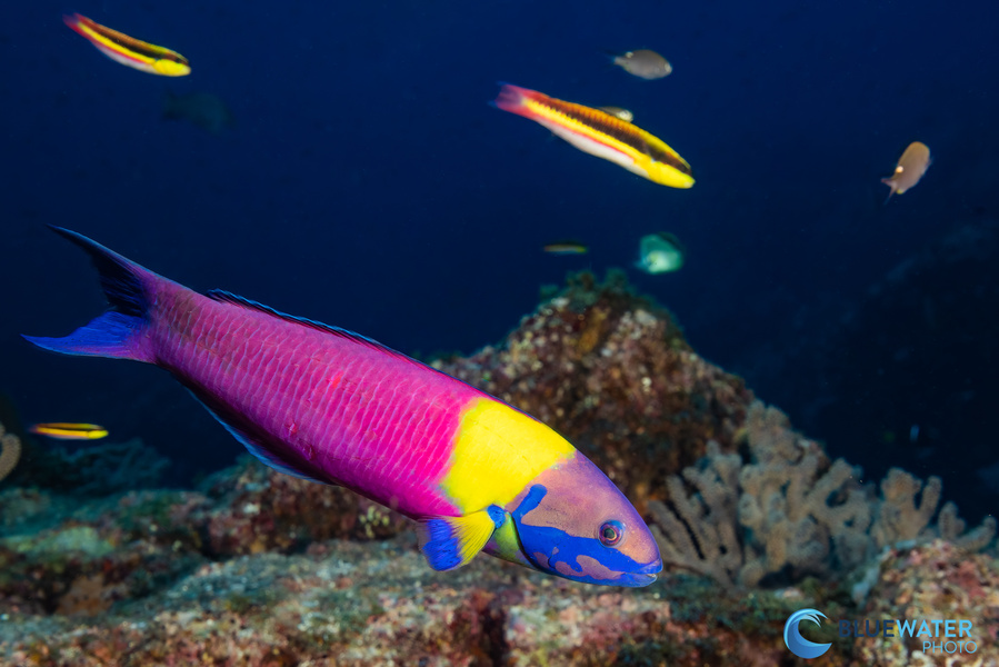 Baja Wrasse