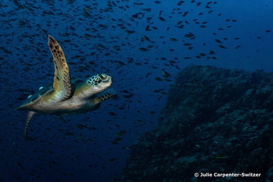 Baja California Scuba Diving