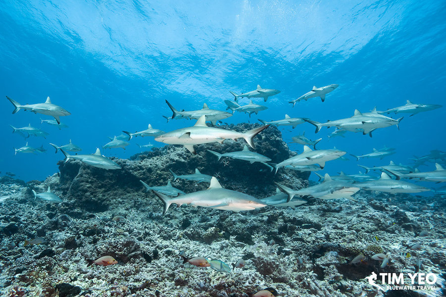 A school of shark swimming