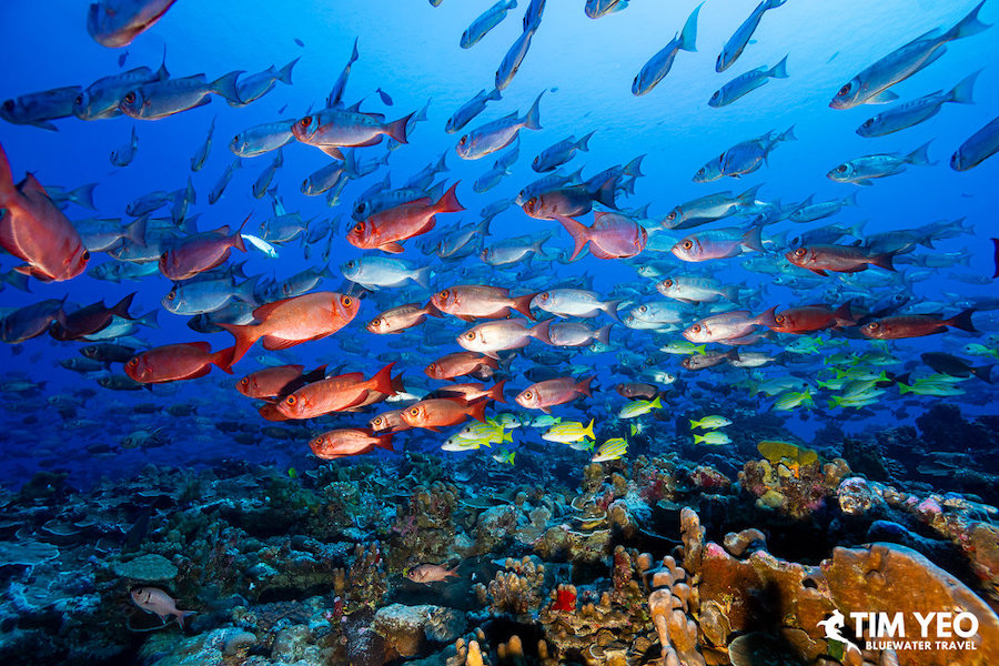 A school of red fish swim around