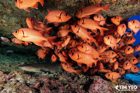 A school of red fish gather under a coral