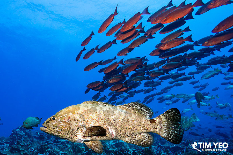 A big grouper swims in front of a school of fish